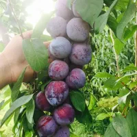 فروش ویژه نهال اصلاح شده و پر بار