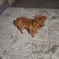سگ گمشده