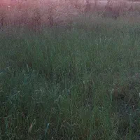زمین|فروش زمین و ملک کلنگی|مینودشت, |دیوار