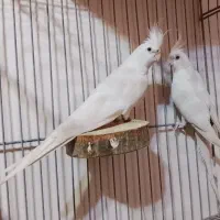 عروس هلندی