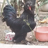خروس سلطان