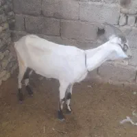 بز سانن|حیوانات مزرعه|شیراز, شیشه‌گری|دیوار