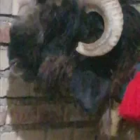 کوه نرمیشی تخمی قوچ