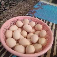 تخم مرغ لاری  نژاد دار