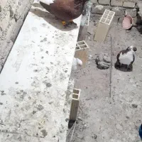 کبوتر سرخ و زرد دم سفید