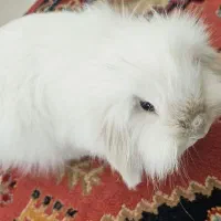 خرگوش لوپ ، بامزه و شیطون