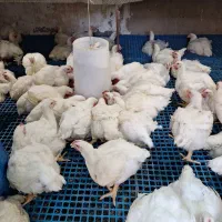 مرغ گوشتی زنده