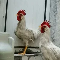 دوعدد خروس آواز خان