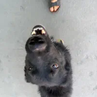 سگ ژرمن
