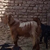 گوسفند|حیوانات مزرعه|نرماشیر, |دیوار
