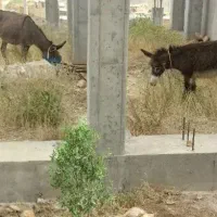 ۲تا الاغ