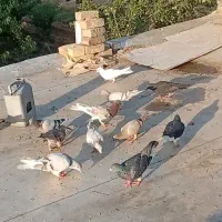 کبوتر، کفتر