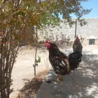 حیوانات مزرعه