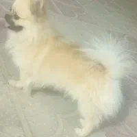 سگ پامر