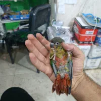 طوطی گرینچیک دم دونخور فوق دستی