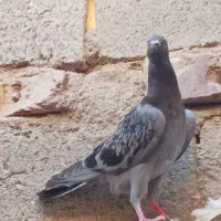گرفتنی ،مگس