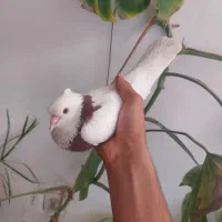 کفتررنگه آلمانی پرشی ساده چپ طوقی معاوضه جوجه کفتر