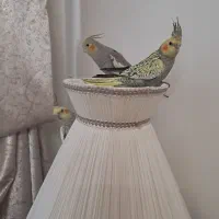 عروس هلندی