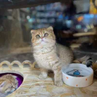 گربه اسکاتیش و بریتیش