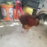 خروس