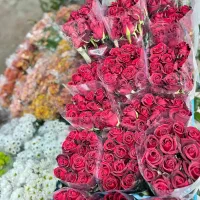رز هلندی شاخه ای 75