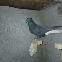 کبوتر دم سفید ماده