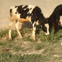سه عدد گوساله نر بهترین جنس برای نگهداری