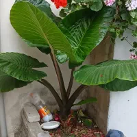 گل بابا آدم