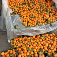 پرتقال شهسوار محلی