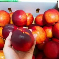 توزیع نهال شلیل مغان گلدانی