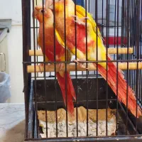 گرینچیک اورجینال