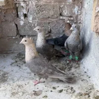 یک جفت نرو ماده با دوتا جوجه هاش