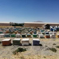فروش عسل درجه یک