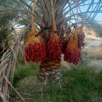 فروشدرخت مرکبات  انواع نخل ....