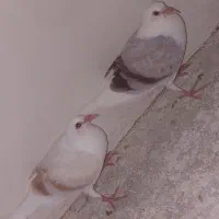 یک جفت جوجه گراف تازه دانه خور