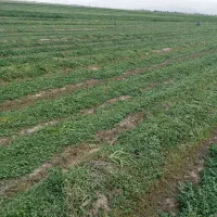 پرس یونجه