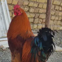 خروس جوان