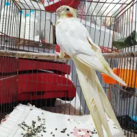 عروس هلندی