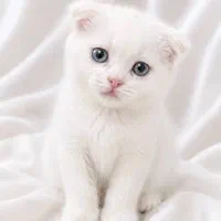 واگذاری گربه