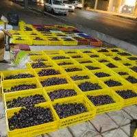 فروش خرما سبدی درجه یک روزانه ۱۰۰ سبد