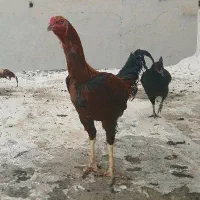 لاری ۸ ماهه نژاد اوشامو افغان