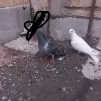 دوبر صید شده