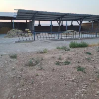 اجاره-دامداری-برای-گاو-یا-گوسفند