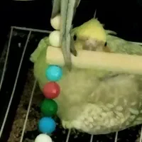 عروس هلندی ماده مولد