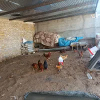 خروس.