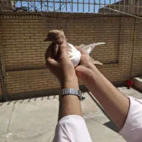 کبوتر سینه قهوای
