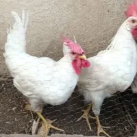 ۲تا خروس آواز خوان سرحال