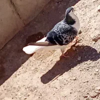 کفتر|پرنده|شیروان (خراسان), |دیوار