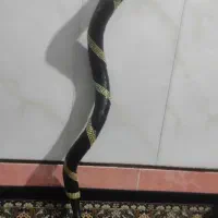 شیپور (شاخ)