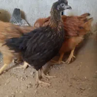 جوجه مرغ نیمچه ۴ماهه گلپایگانی